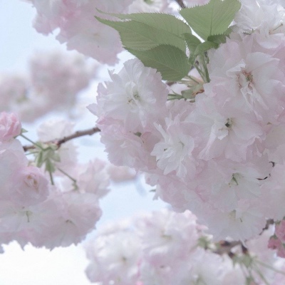 兽设沙漠场景绘制福瑞群